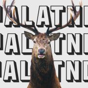 Дзікія жывёлы на дарогах. Параўноўваем досвед Беларусі і іншых краін