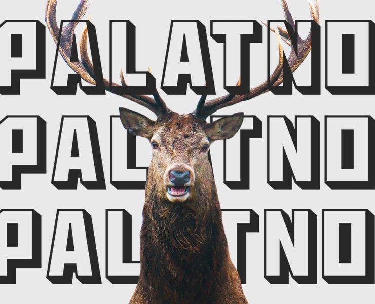 дтз з жывёламі ў беларусі, колькасць дтз у беларусі з жывёламі