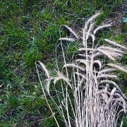 саломка на «павукоў»