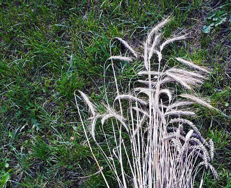 саломка на «павукоў»