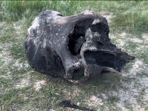 mamanty_2_r у Беларусі знайшлі маманта