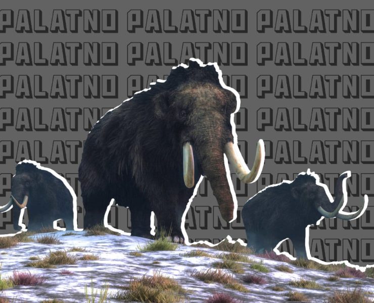 у Беларусі знайшлі маманта