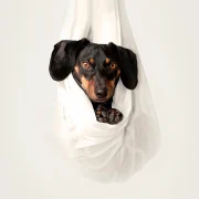 Сотні адміністратыўных і дзясяткі крымінальных артыкулаў. Як караюць за здзекі і забойства жывёл у Беларусі