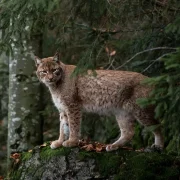 геаграфія беларусі, рэдкія жывёлы Беларусі, рысі ў Беларусі