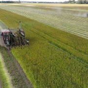 Што такое даўгунец і навошта кожнае лета яго цярэбяць