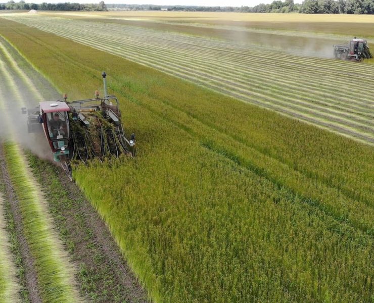 Церабіць лён-даўгунец