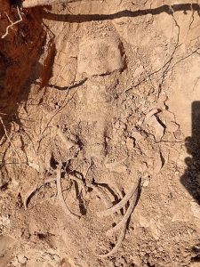 парэшткі ў Дзяржынску, шкілеты ў дзяржынску