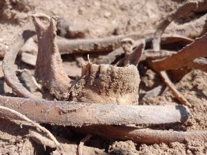 парэшткі ў Дзяржынску, шкілеты ў дзяржынску