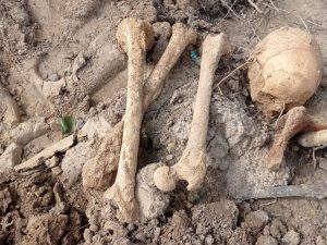 парэшткі ў Дзяржынску, шкілеты ў дзяржынску