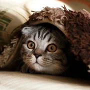 Ці любяць беларусы коцікаў?