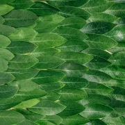 што расціць на падаконніку, што расціць восенню, што расціць узімку