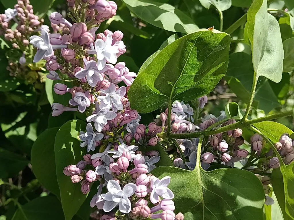 бэз, як выглядае бэз